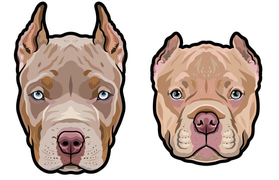 pics American Bully Cartoon https stock adobe com images pitbull dog heads full color vector illustration set 373095389 start checkout 1 content id 373095389