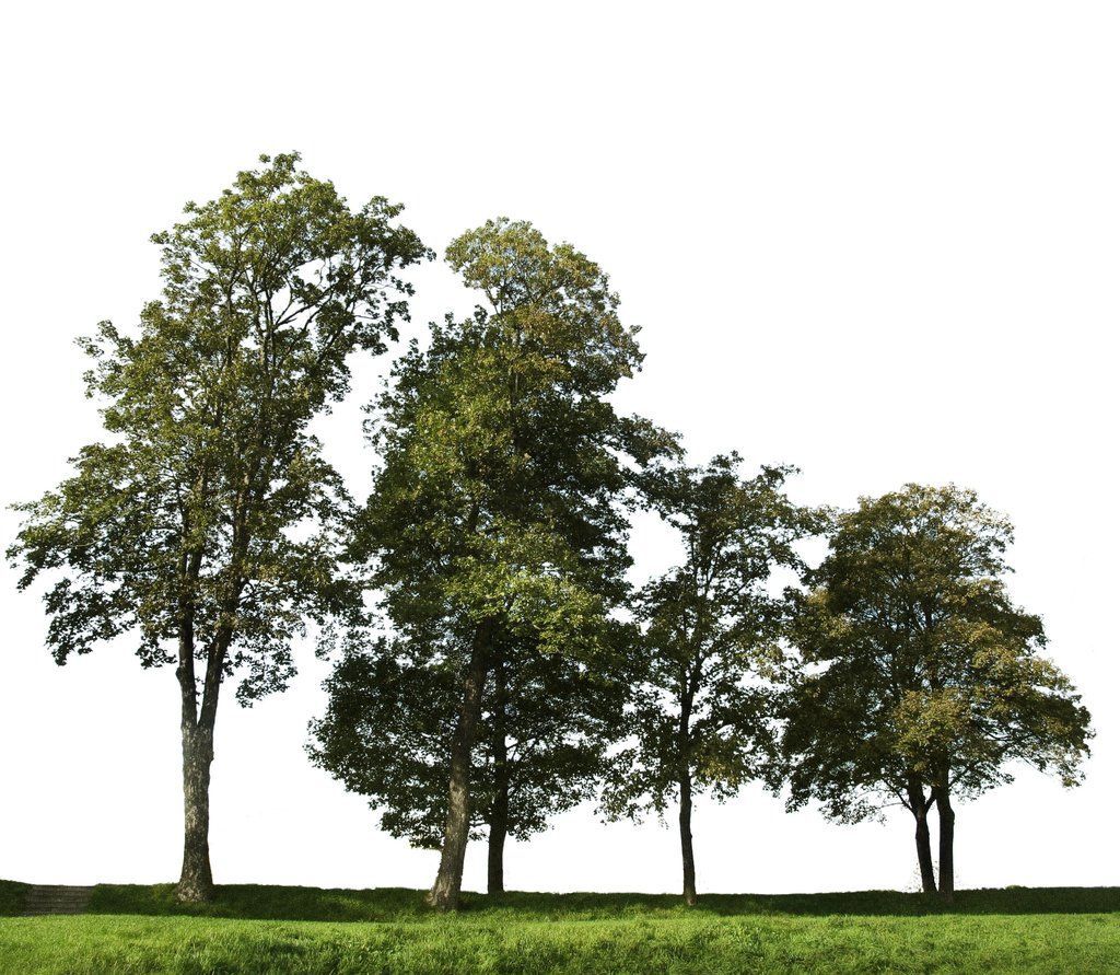pix Background Trees Photoshop clipart library