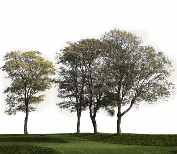 pix Background Trees Photoshop big trees group 3 tree photoshop