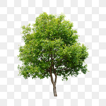 pic Background Trees Photoshop landscape architecture graphics