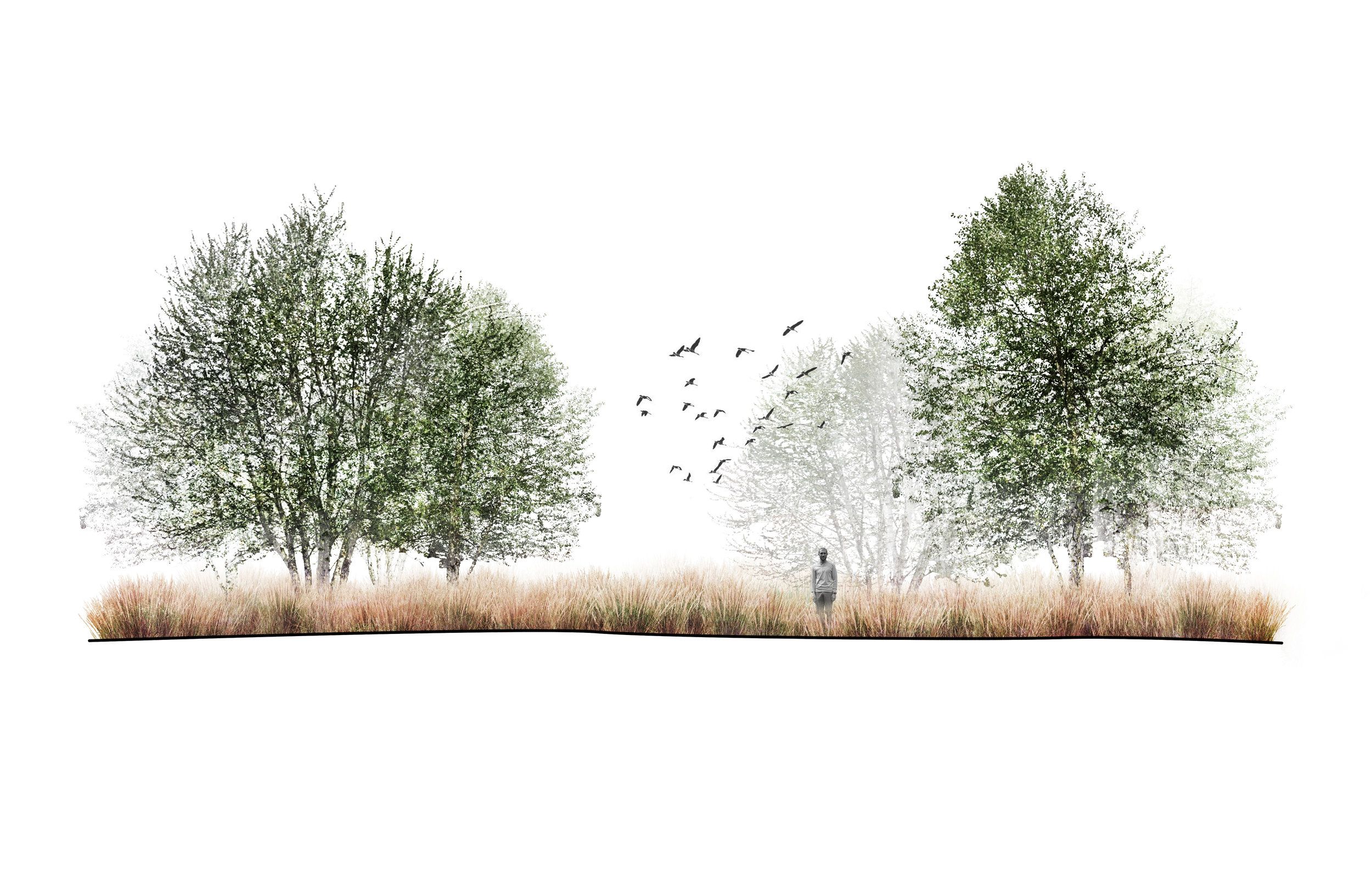 pics Background Trees Photoshop realistic tree png image background
