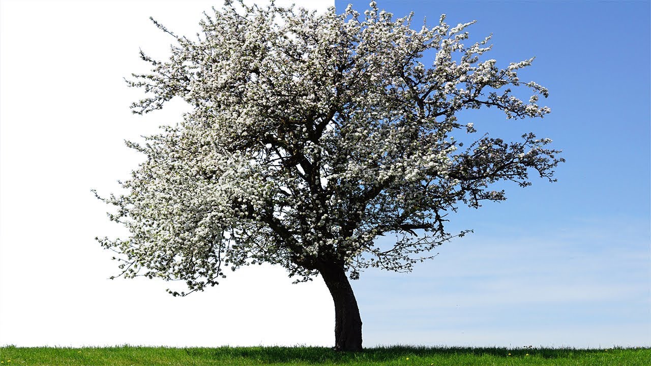 pics Background Trees Photoshop tree psd 43000 photoshop graphic