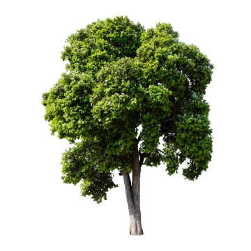 wallpapers Background Trees Photoshop https pngtree com freepng isolate trees on white background 3764488 html
