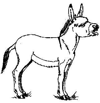 wallpapers Black And White Donkey Clipart white donkey clip art hd png download