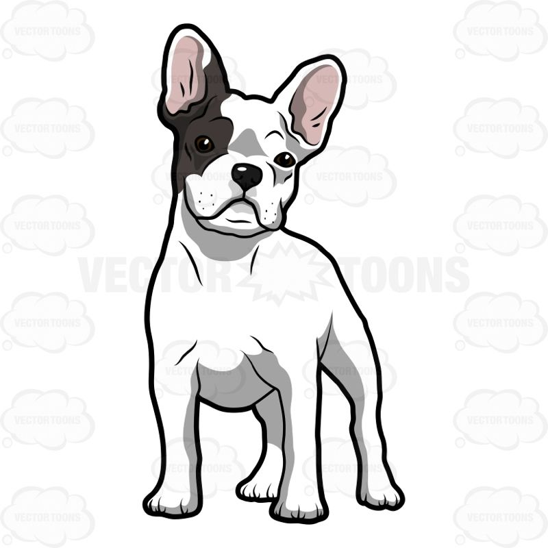 images Black And White French Bulldog Cartoon cartoon french bulldog black white vector image by c insima vector stock 16020495