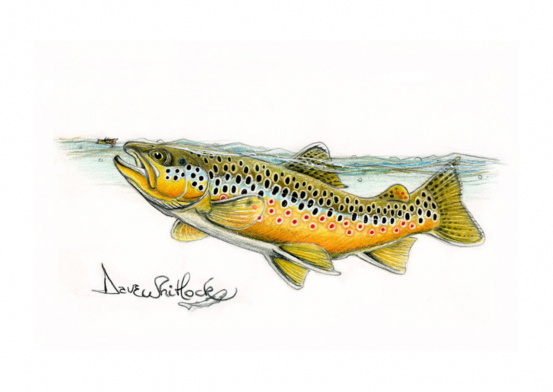 pic Brown Trout Drawing brown trout by benjamin meier