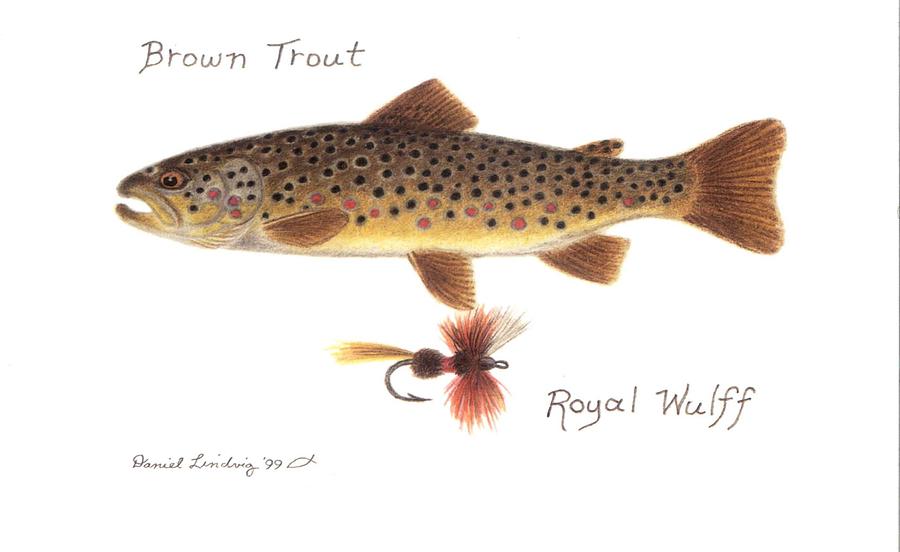 photo Brown Trout Drawing https www istockphoto com illustrations brown trout