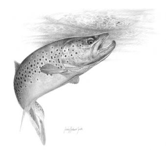 images Brown Trout Drawing brown trout by daniel lindvig