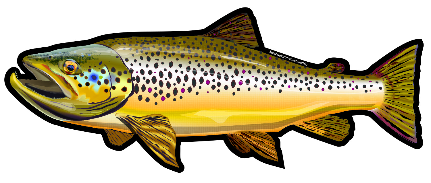 photo Brown Trout Drawing brown trout rise