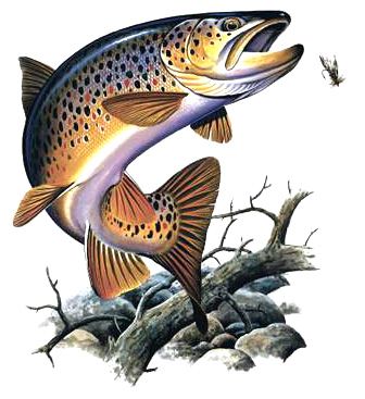 images Brown Trout Drawing redbubble