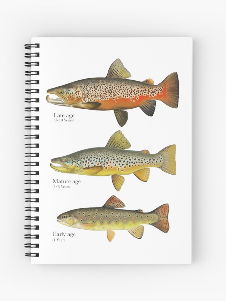 photo Brown Trout Drawing fly fishing art trout tattoo