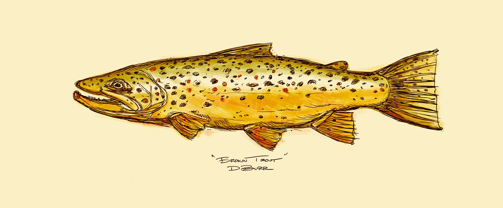 wallpapers Brown Trout Drawing brown trout fly fishing art