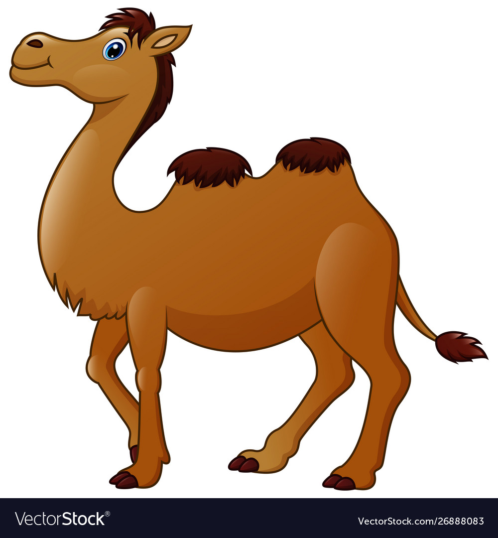 wallpapers Camel Cartoon Images https www vecteezy com vector art 619273 beautiful camel cartoon