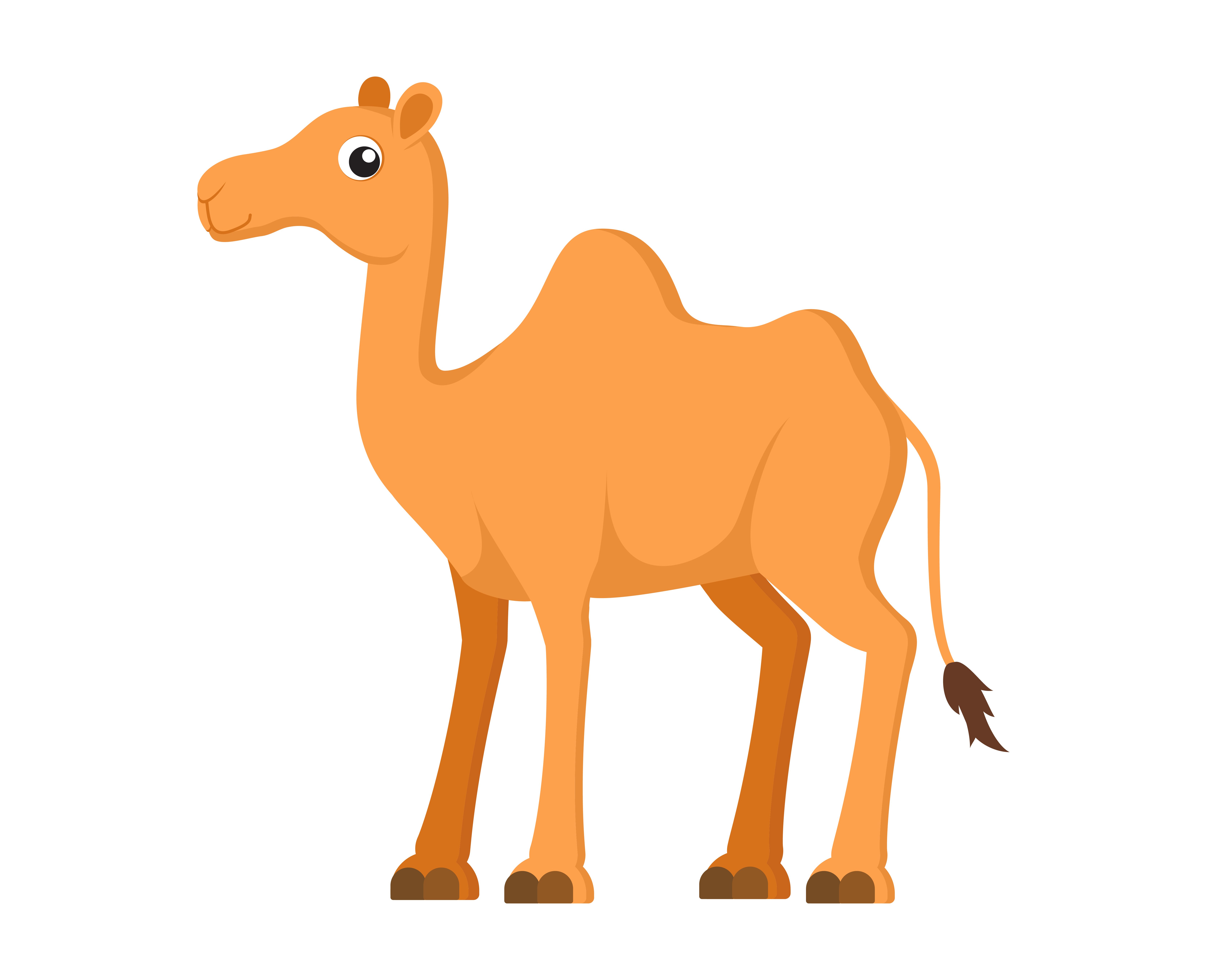 wallpapers Camel Cartoon Images cartoon camel stock photo image by c agaes8080 46716969