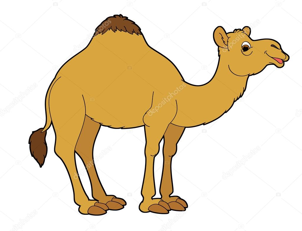photo Camel Cartoon Images vectorstock