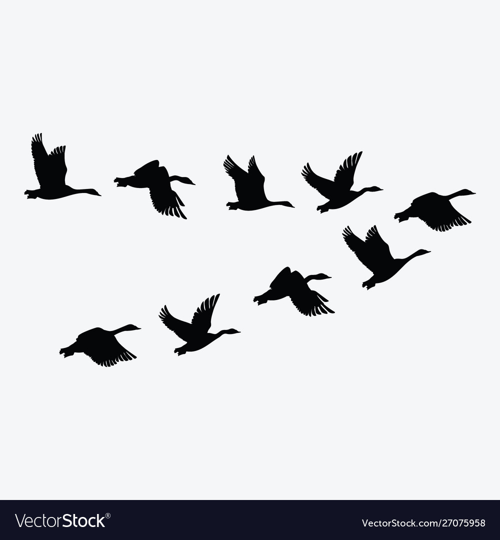 picture Cartoon Flock Of Birds flock of flying birds vector illustration in cartoon style