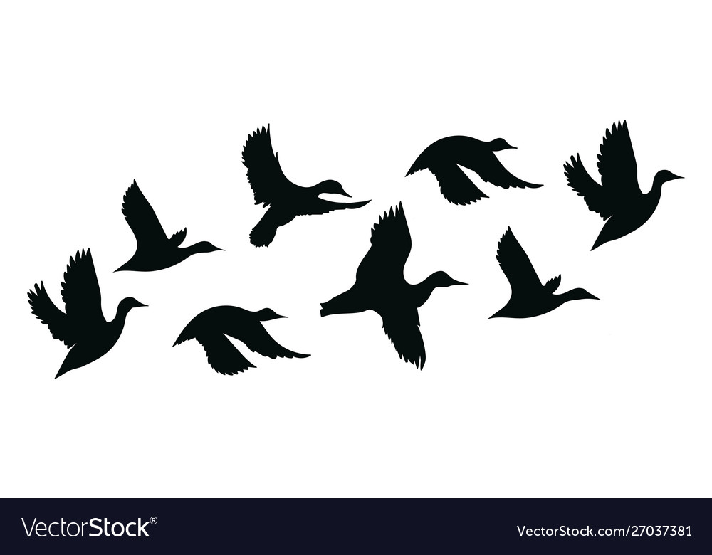 pics Cartoon Flock Of Birds https www dreamstime com flock ducks cartoon flock birds vector illustration flying birds flock ducks cartoon flock birds vector image157659773