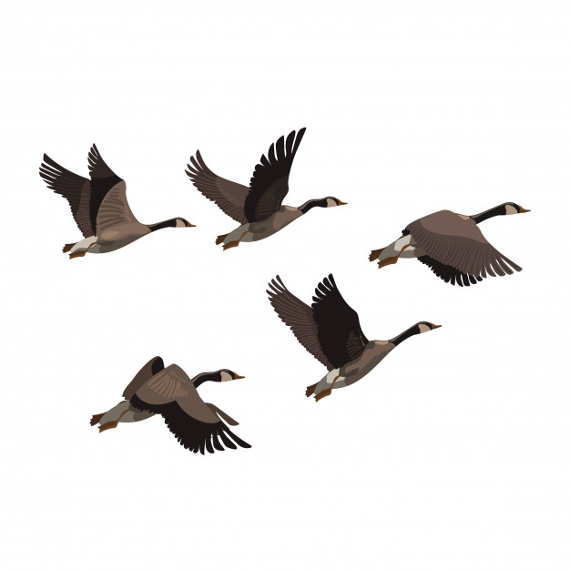 photo Cartoon Flock Of Birds 19 flock of birds idea flock of birds
