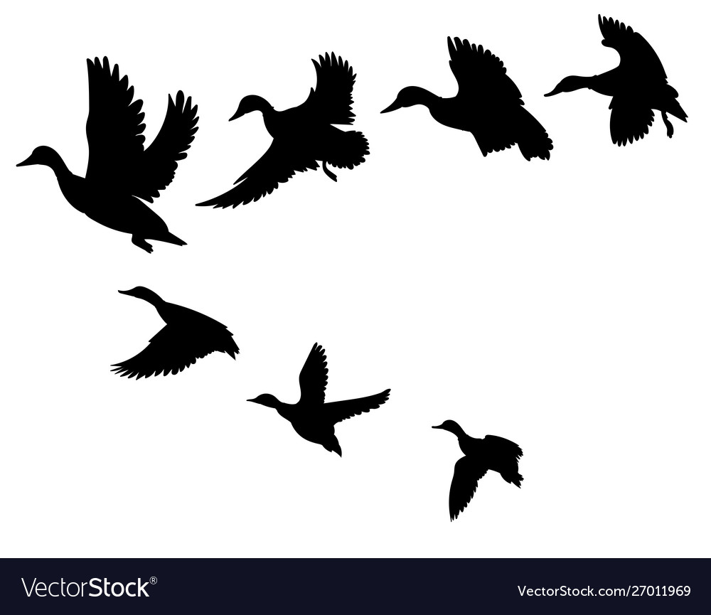 pix Cartoon Flock Of Birds https www shutterstock com image vector flock cartoon birds isolated on white 126987164