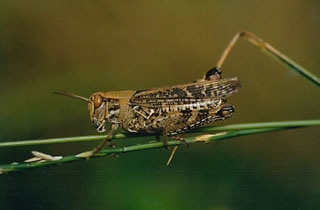 picture Cavalletta Company Inc max grasshopper animations
