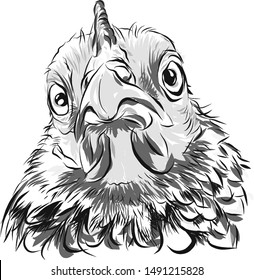 pic Chicken Head Outline https www shutterstock com image vector head rooster isolated on white background 1740438026