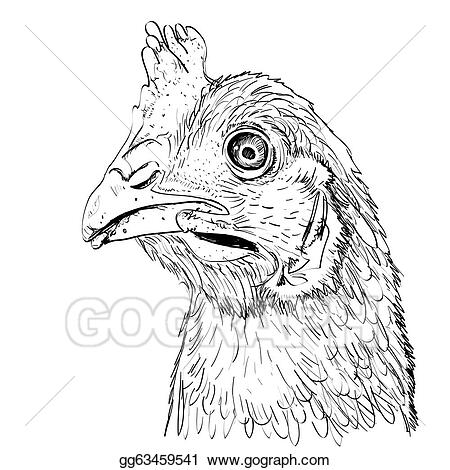 pic Chicken Head Outline https www shutterstock com image vector domestic bird head chicken funny frame 1491215828