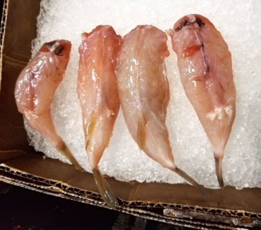 pics Cooking Blowfish restaurant trend blowfish tails are