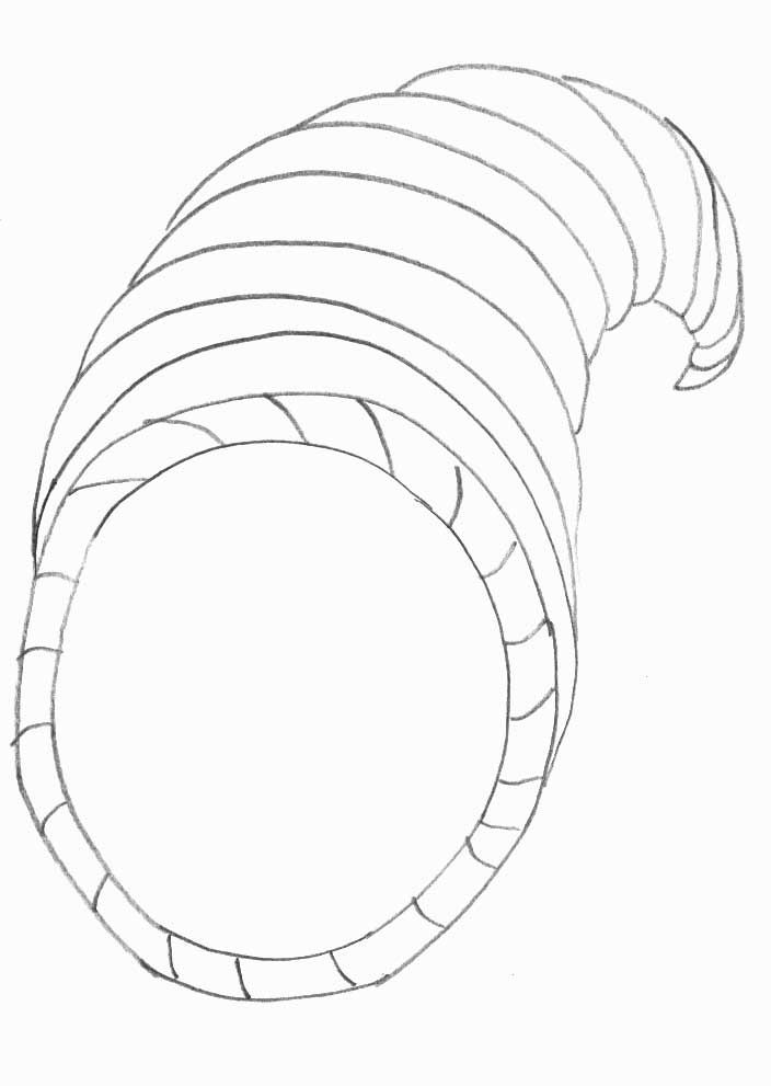 pics Cornucopia Outline empty cornucopia template empty