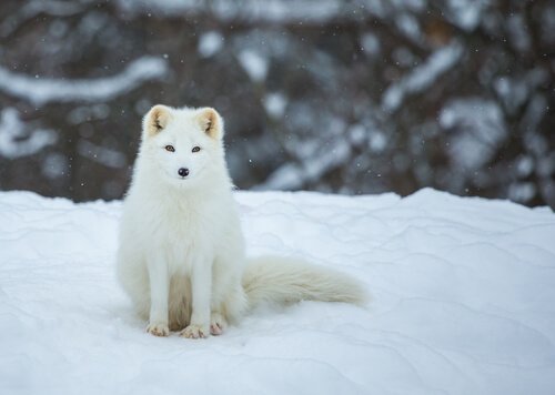 pic Cucciolo Volpe Artica volpe artica caratteristiche dove