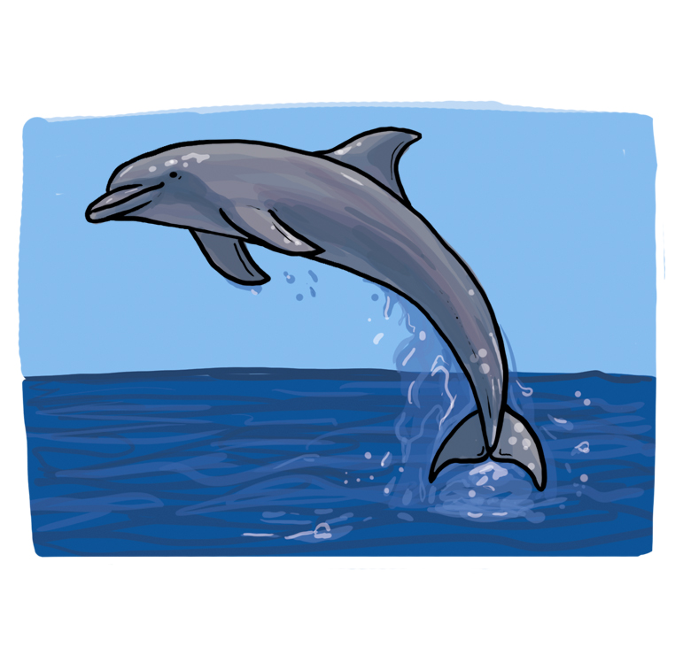 pic Delfin Zeichnen delfin zeichnen lernen schritt fur