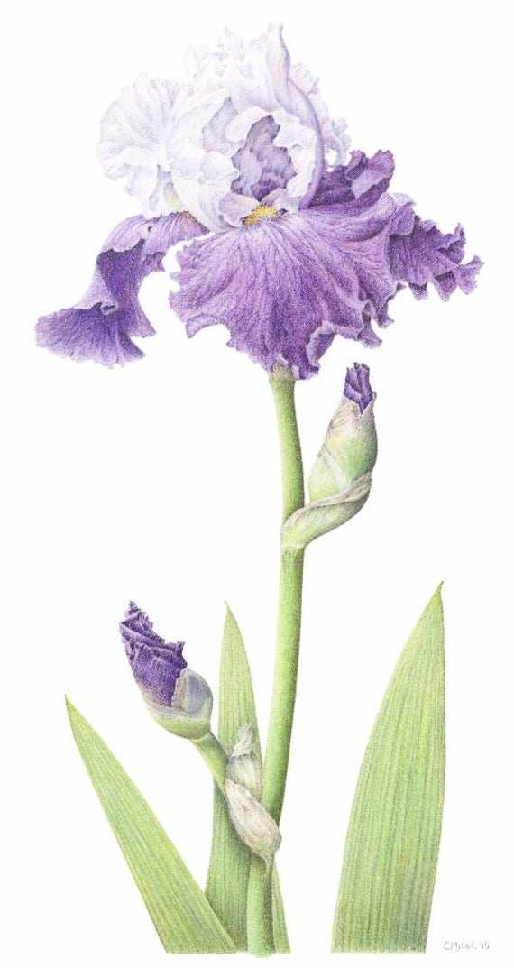 images Drawing Bearded Iris blue bearded iris painting