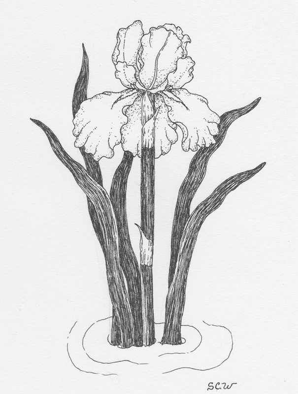 wallpapers Drawing Bearded Iris bearded iris cutters