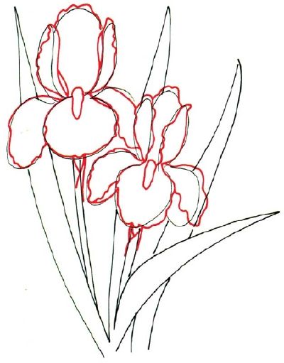 photo Drawing Bearded Iris how to draw an iris in 5 steps iris