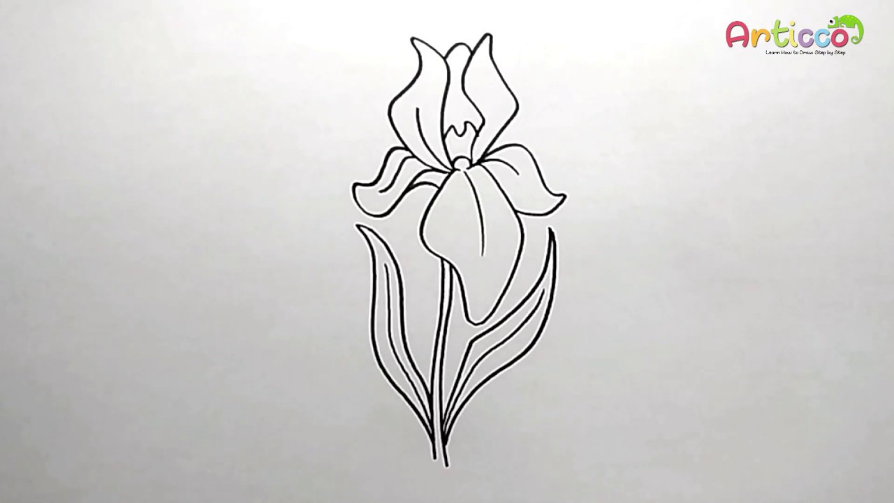 photo Drawing Bearded Iris iris flower tattoo