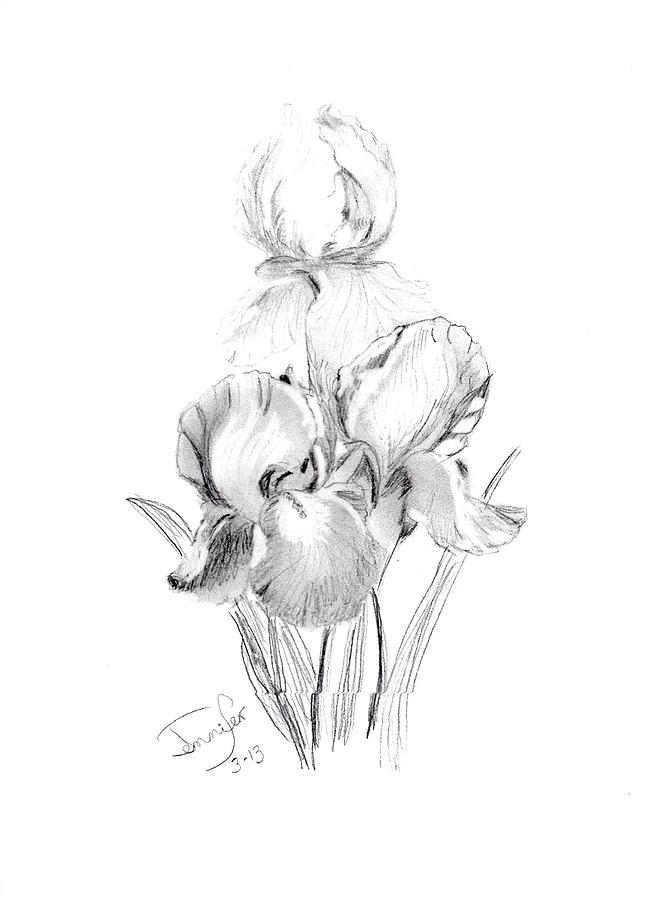 pics Drawing Bearded Iris tall bearded iris by judith chantler