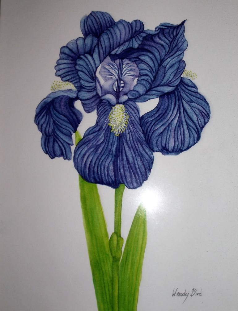 images Drawing Bearded Iris grow bearded iris bearded iris care