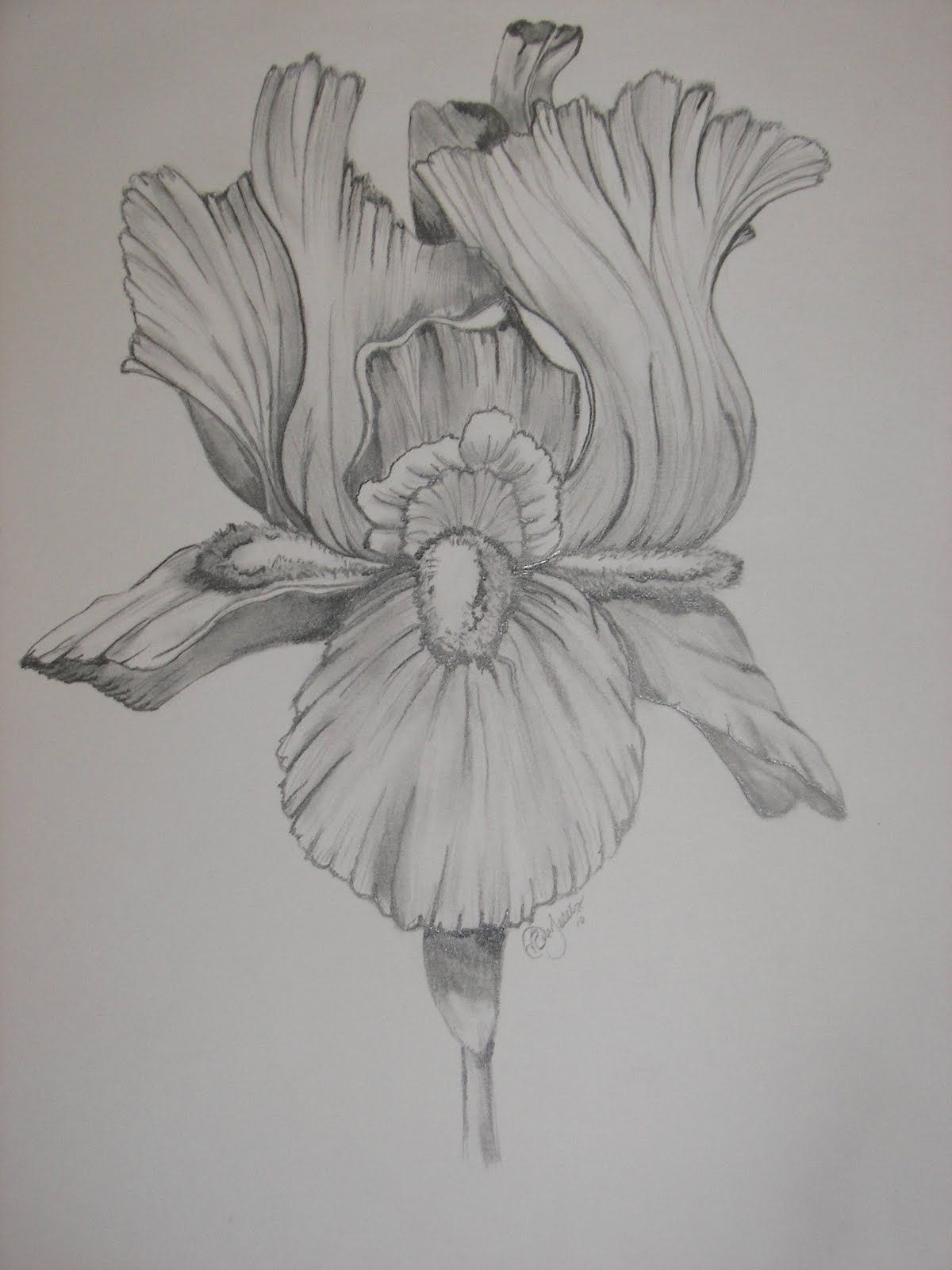 wallpapers Drawing Bearded Iris bearded iris purple and white iris unframed botanical etsy