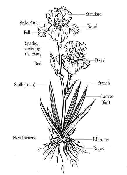 picture Drawing Bearded Iris how to draw iris flower step by step