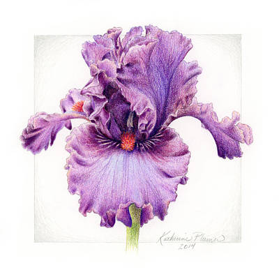 photo Drawing Bearded Iris bearded iris drawings fine art america