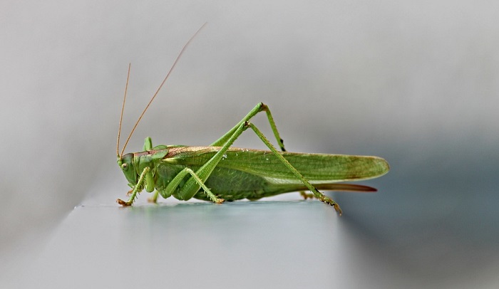 pics Green Grasshopper Superstition are grasshoppers good luck