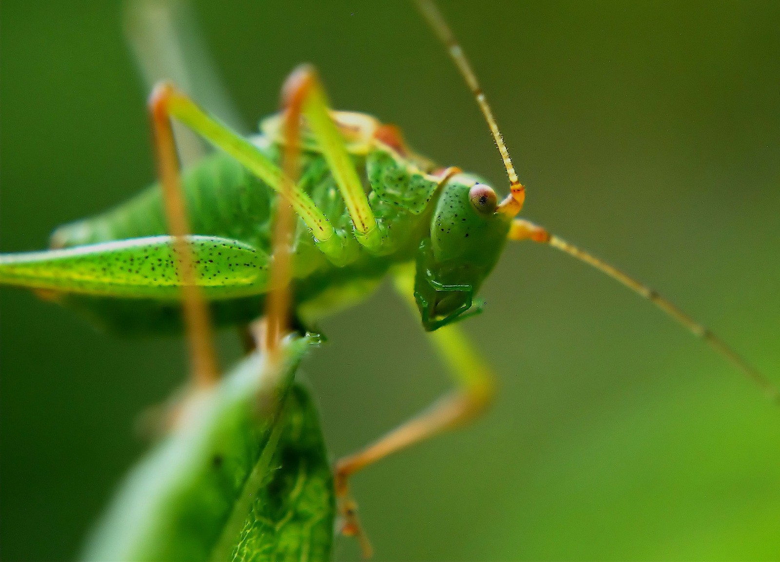 picture Green Grasshopper Superstition when a grasshopper is trying to tell