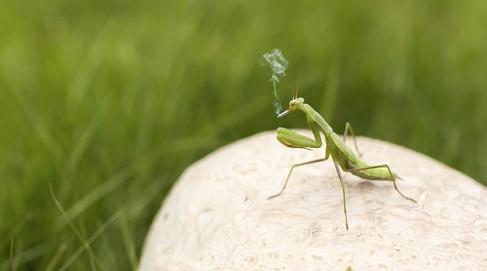 pix Green Grasshopper Superstition arthropods 9