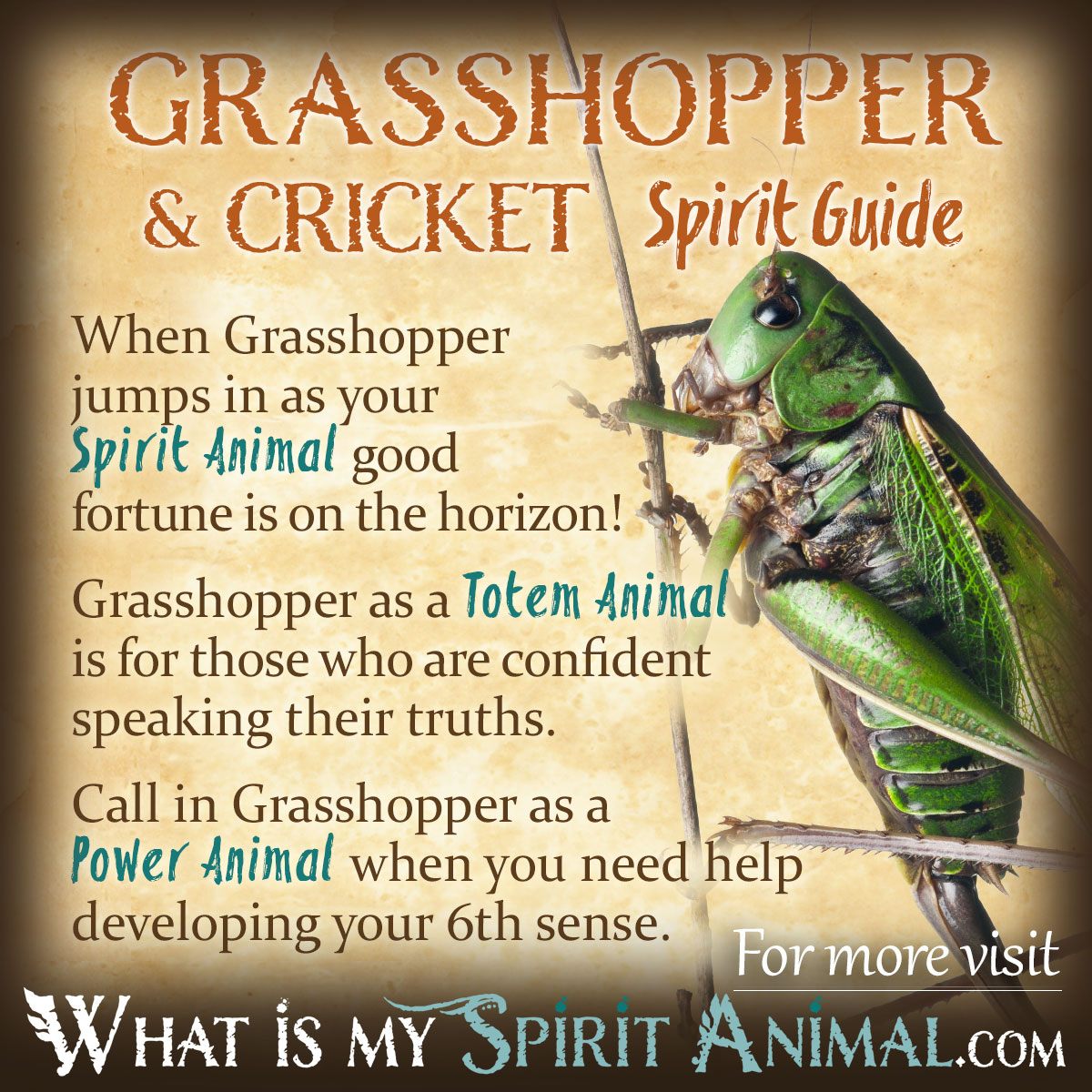 pic Green Grasshopper Superstition grasshopper meaning and symbolism the