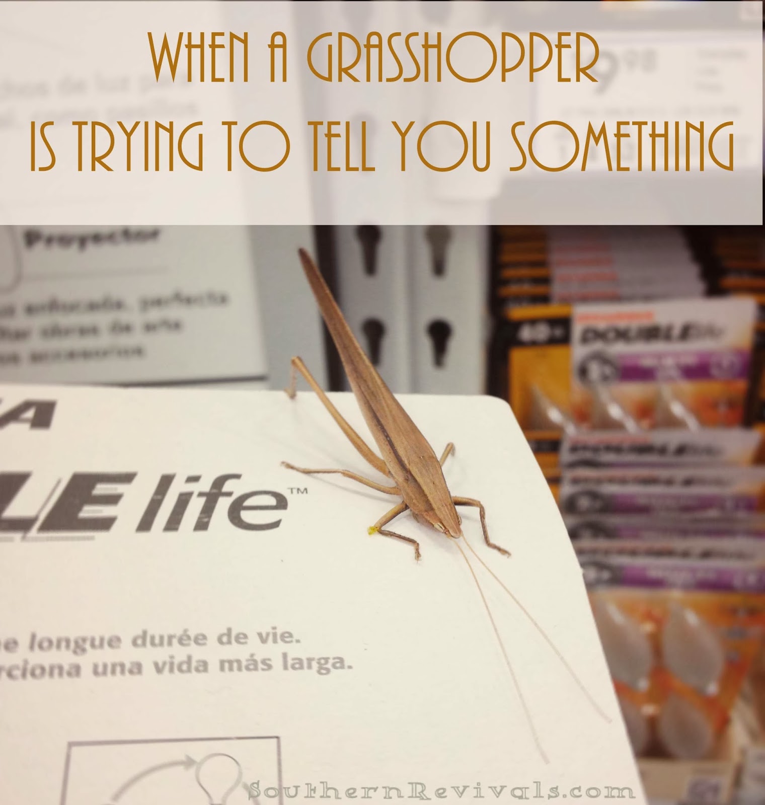 pix Green Grasshopper Superstition grasshopper totem and symbolism on