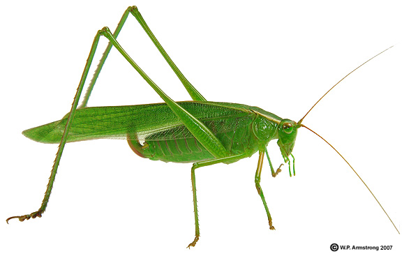 pix Green Grasshopper Superstition 27 grasshopper facts symbolism and you