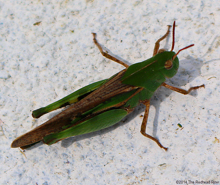 pics Green Grasshopper Superstition when a grasshopper is trying to tell