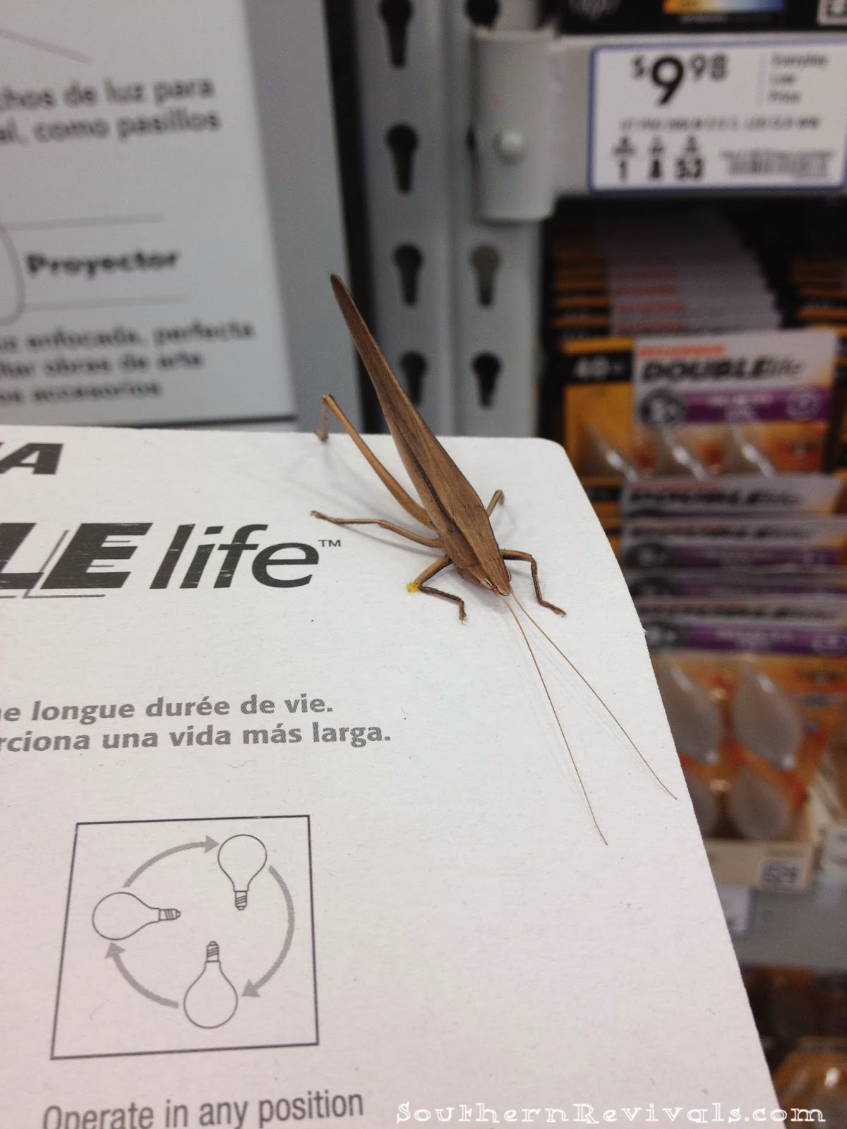 images Green Grasshopper Superstition are grasshoppers good luck