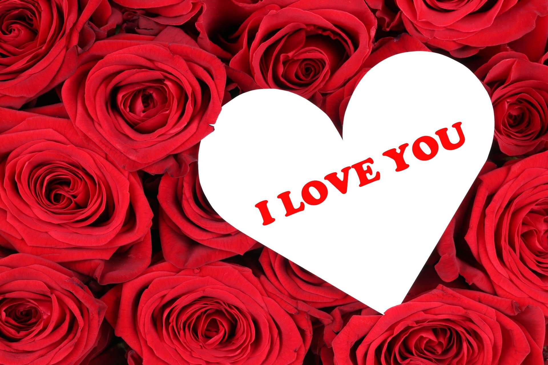 pics Heart Rose Love Pictures Download red heart pictures with roses i love