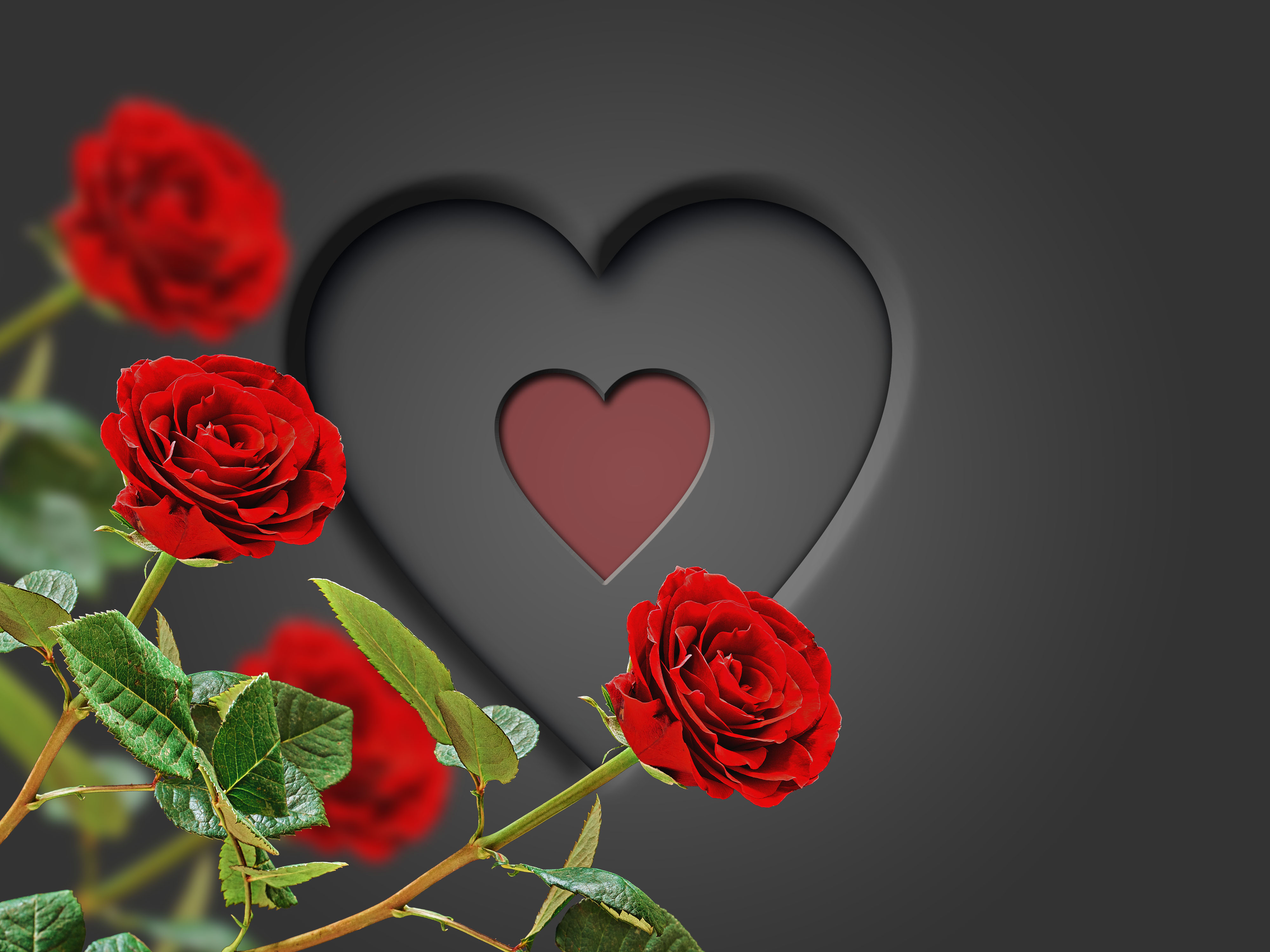 pic Heart Rose Love Pictures Download heart rose wallpapers wallpaper cave