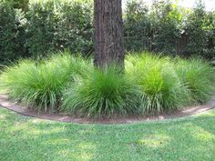 photo Hello Spring Ornamental Grass calamagrostis xacutiflora hello spring 1 tag